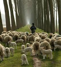 Shepherd&sheep